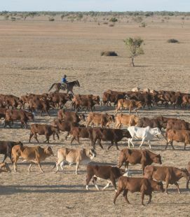 Stock Moovement mustering